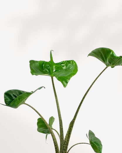 Close-up of Alocasia Stingray's elongated leaves