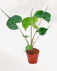 Alocasia Stingray 6" Pot - Medium