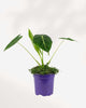 Alocasia Velvet Elvis 4" Pot - Small
