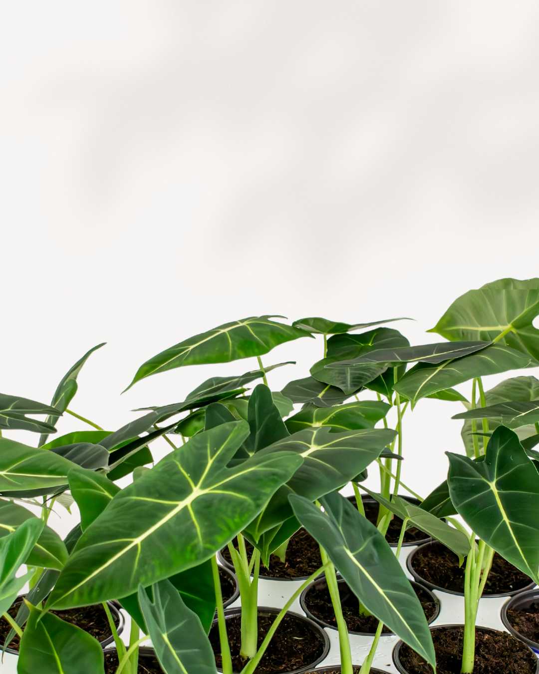 Close-up of Alocasia Velvet Elvis's dark velvety leaves