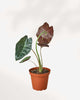 Alocasia Wentii 4" Pot - Small