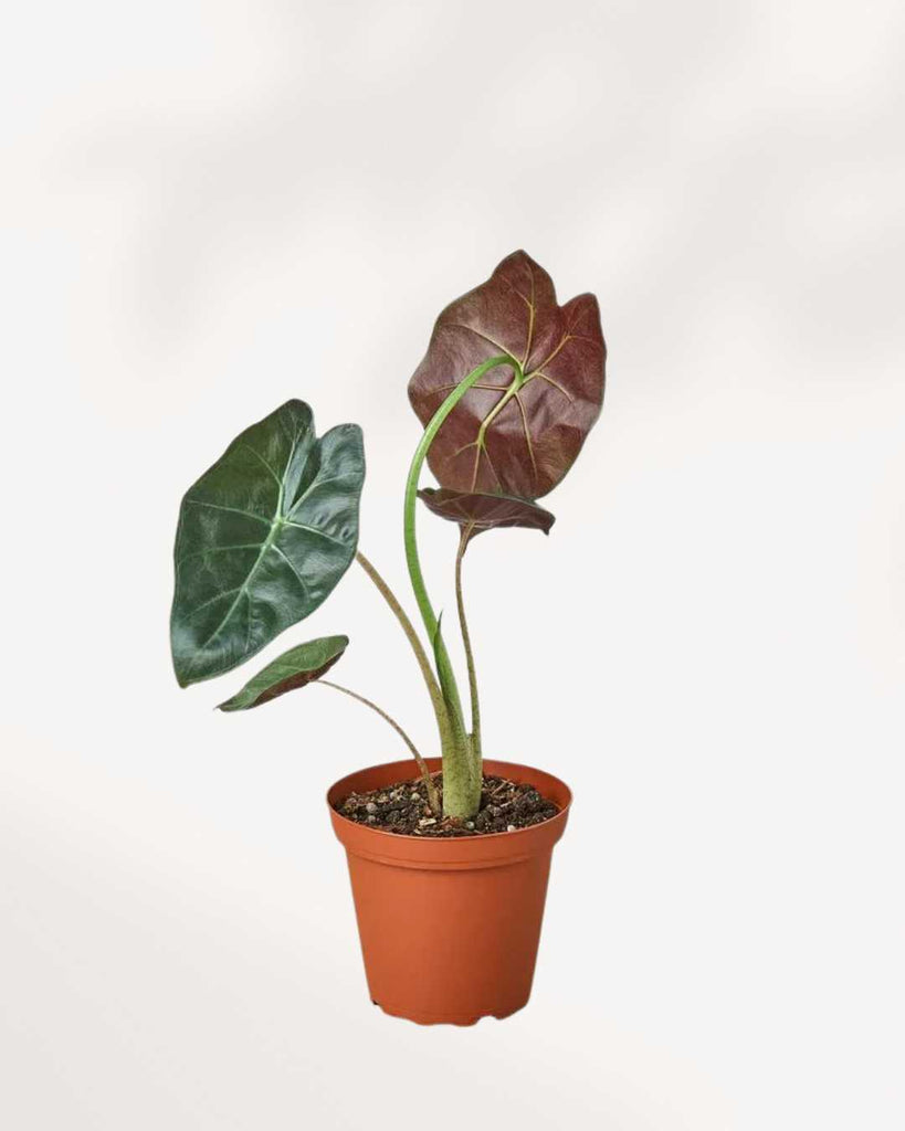 Alocasia Wentii 4" Pot - Small