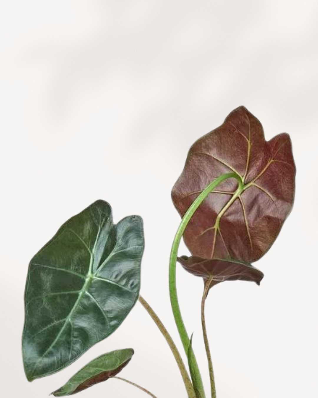 Close-up of Alocasia Wentii's veined leaves