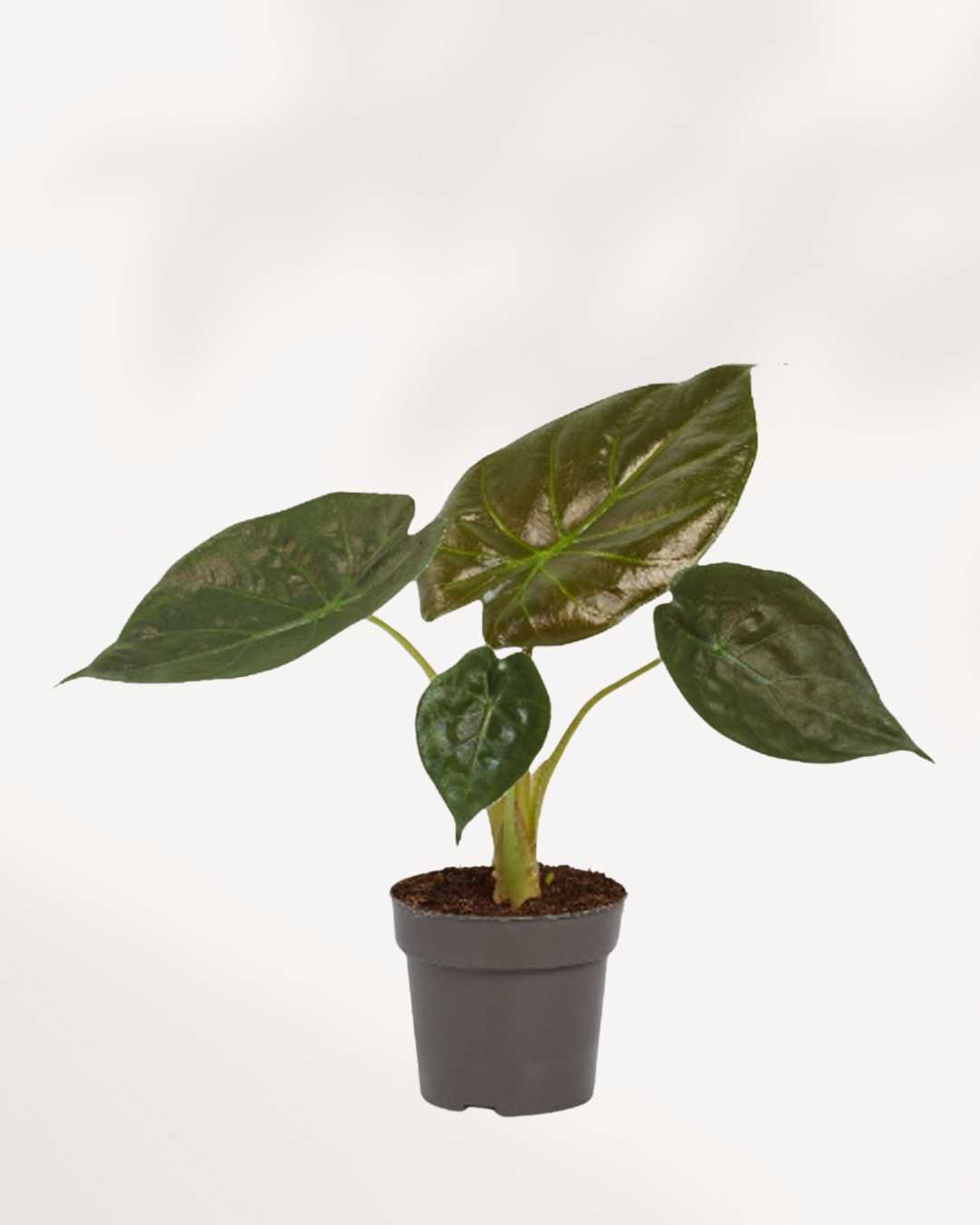 Alocasia Wentii 6" Pot - Medium