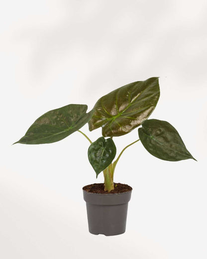 Alocasia Wentii 6" Pot - Medium
