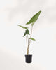 Alocasia Zebrina plant in a pot