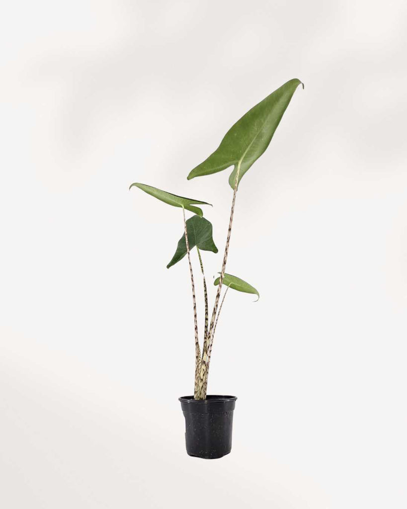 Alocasia Zebrina plant in a pot