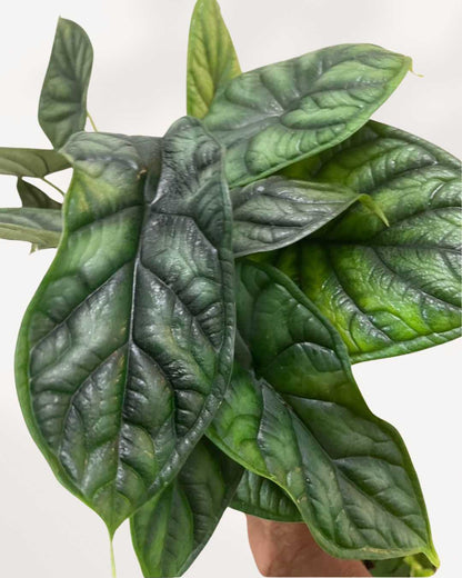 Close-up of Alocasia Dragon Scale's textured leaves