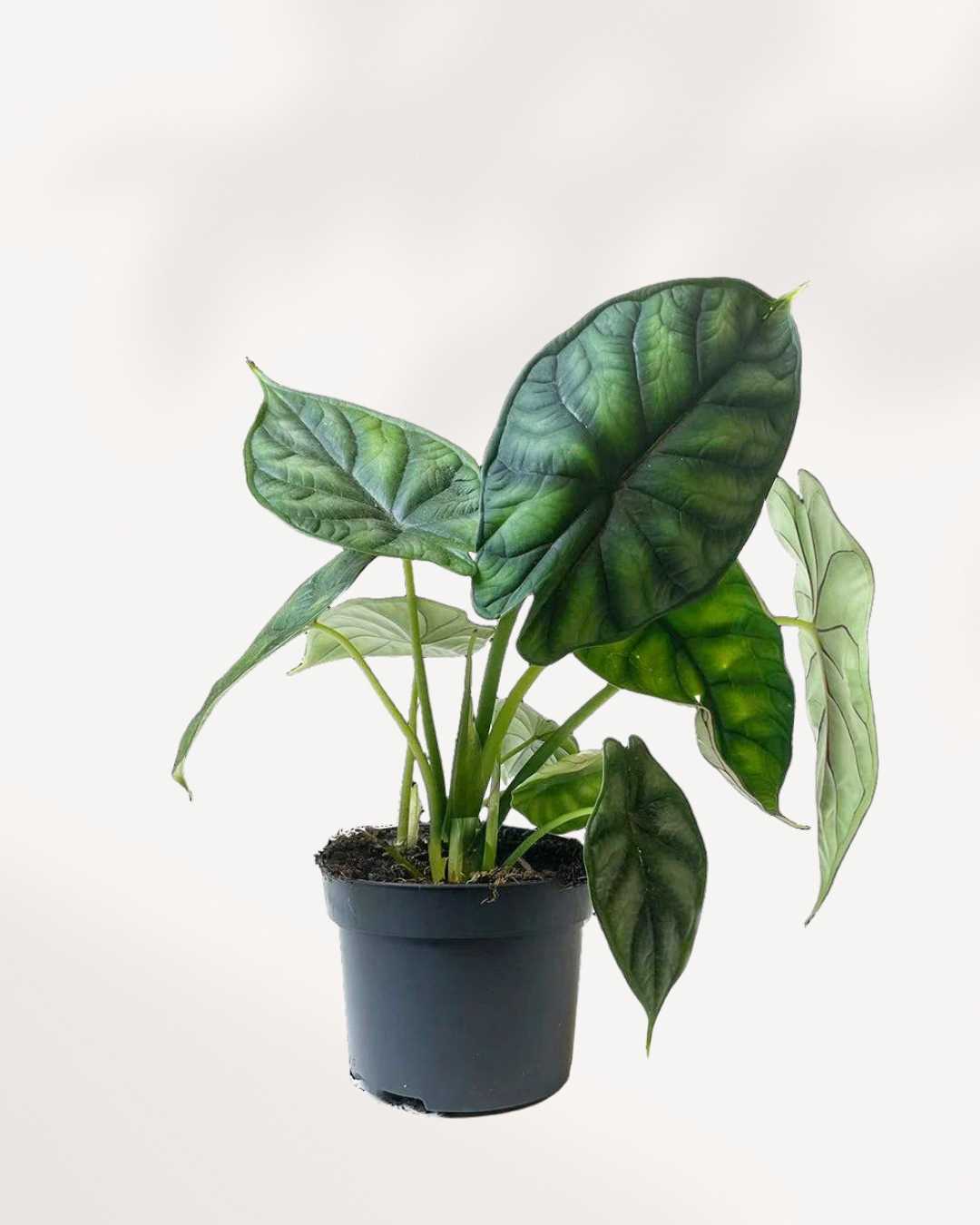 Alocasia Dragon Scale plant in a pot