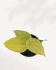 Top view of Alocasia Golden Dragon's foliage
