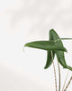 Close-up of Alocasia Zebrina's zebra-striped stems