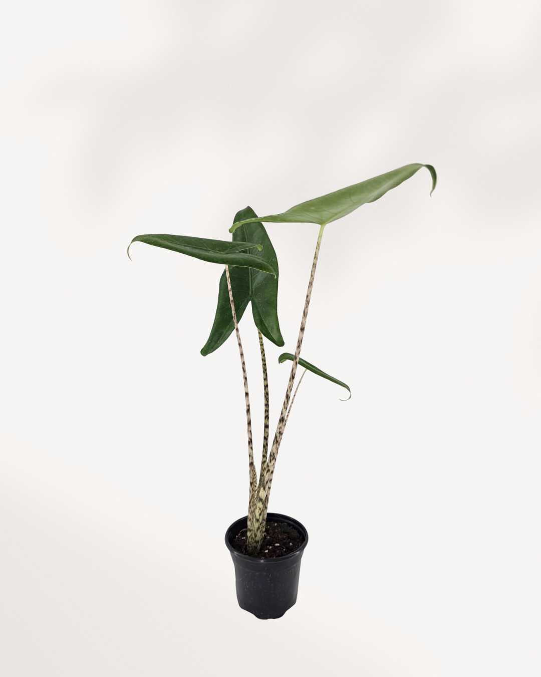 Top view of Alocasia Zebrina's foliage