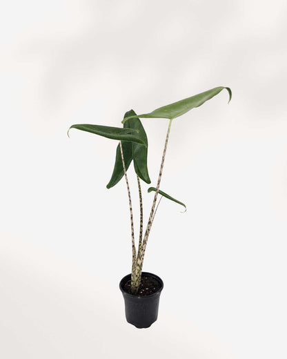 Top view of Alocasia Zebrina's foliage