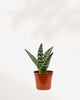 Aloe Pheasant Breast 3.5" Pot - Small (Expect some blemishes)