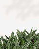 Aloe Pheasant Breast Closeup