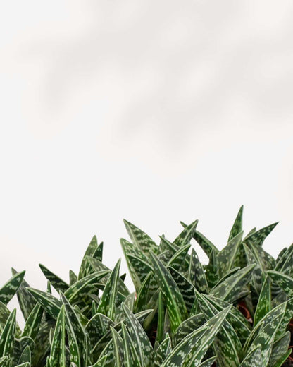 Aloe Pheasant Breast Closeup