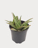 Aloe Pink Blush
