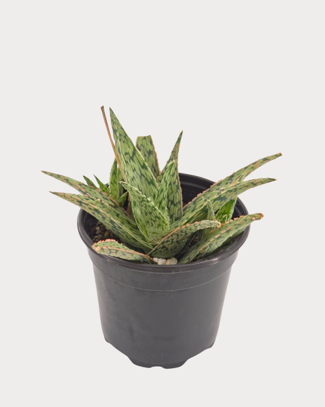 Aloe Pink Blush