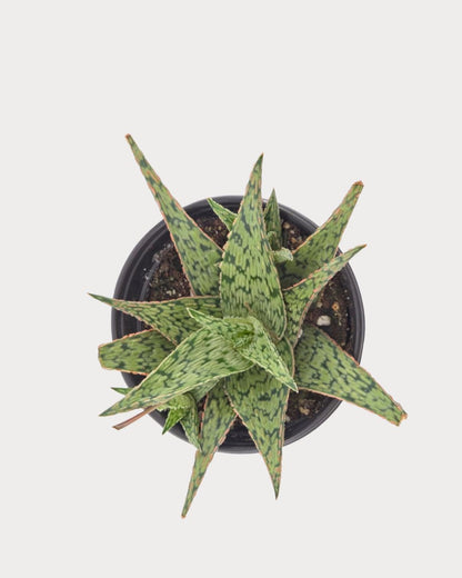 Aloe Pink Blush