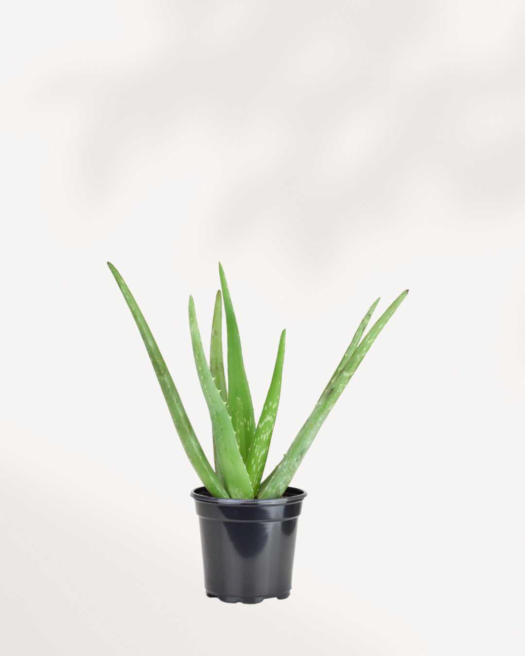Aloe Vera 4" Pot - Small (Expect some blemishes)