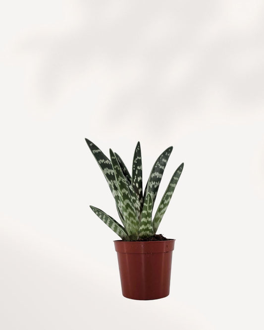 Aloe Pheasant Breast 2.5" Pot - XSmall Top View (Expect some blemishes)
