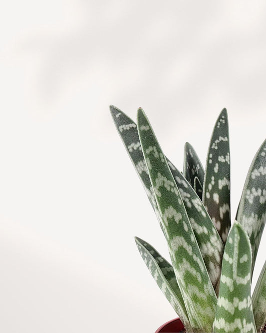 Aloe Pheasant Breast 2.5" Pot - XSmall Top View (Expect some blemishes)