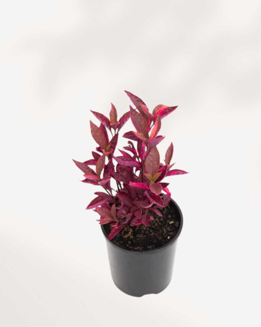 Alternanthera Brazilian Red Hots