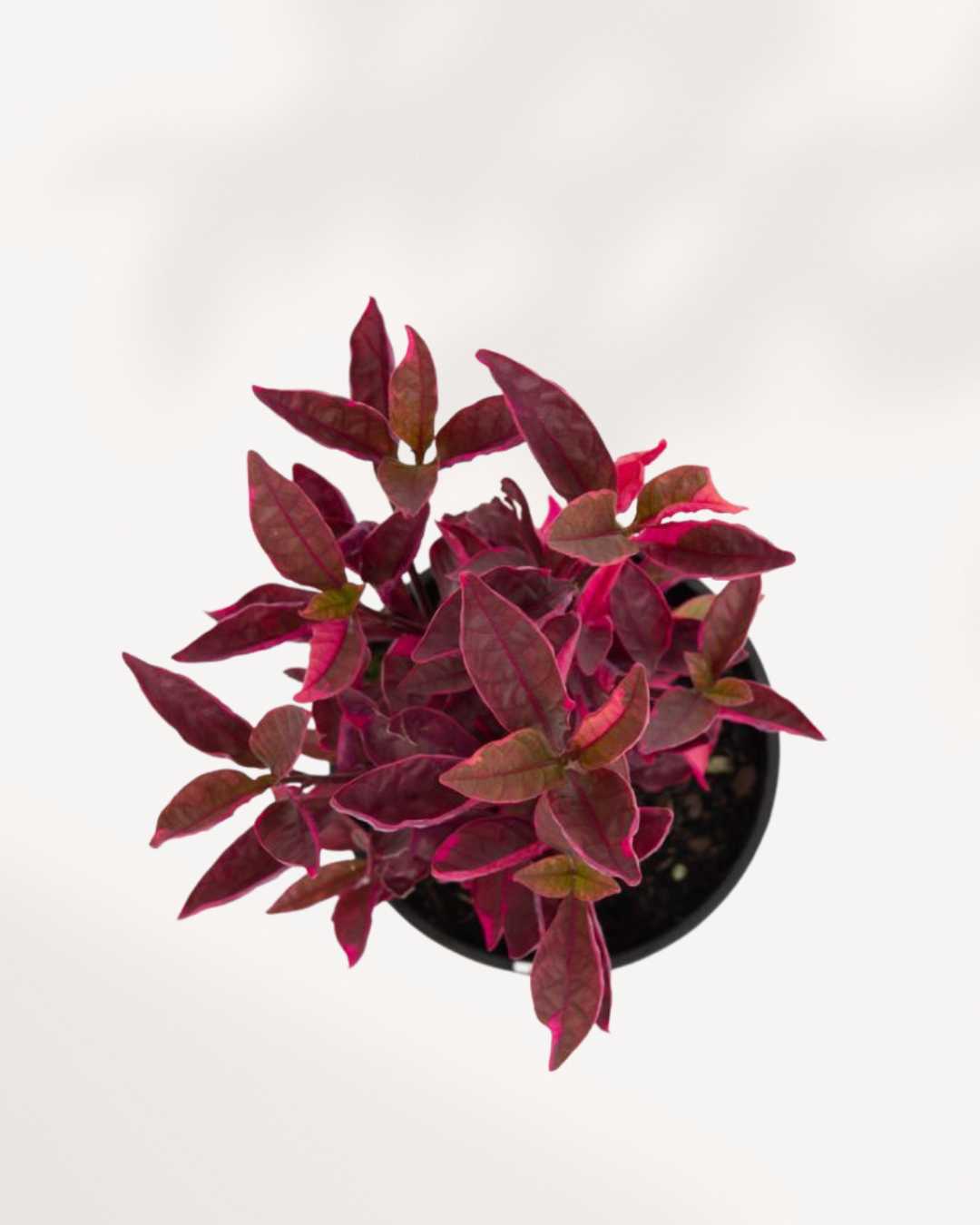 Alternanthera Brazilian Red Hots