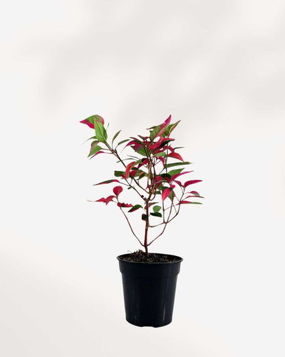 Alternanthera Party Time 3.5" Pot - Small