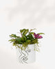 Amber & Hoya Arrangement Medium