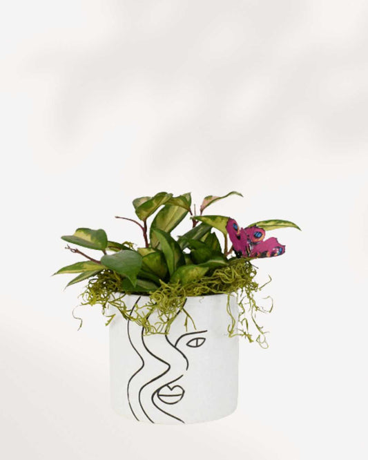 Amber & Hoya Arrangement Medium