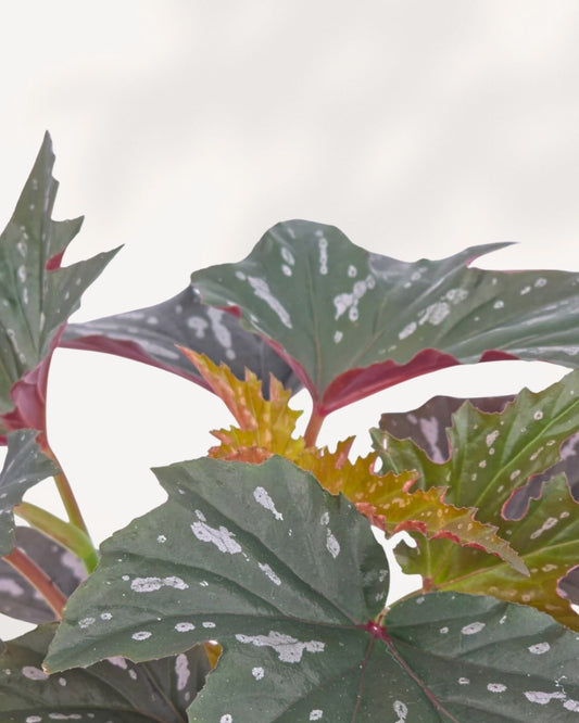 Angel Wing Begonia indoor plant, top front view featuring elegant spotted foliage and lush upright growth, available online in Richmond Hill with delivery across GTA Toronto and Canada.