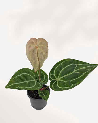 Mature Anthurium Crystallinum Turtle top view with large heart shaped leaves and dramatic veining, collector houseplant delivered across Toronto GTA