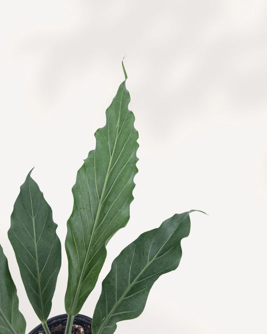 Front top view of an Anthurium Hookeri showing its broad tropical foliage, a bold and easy care houseplant for Canadian homes and offices