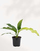 Anthurium Hookeri Variegata 4" Pot - Small