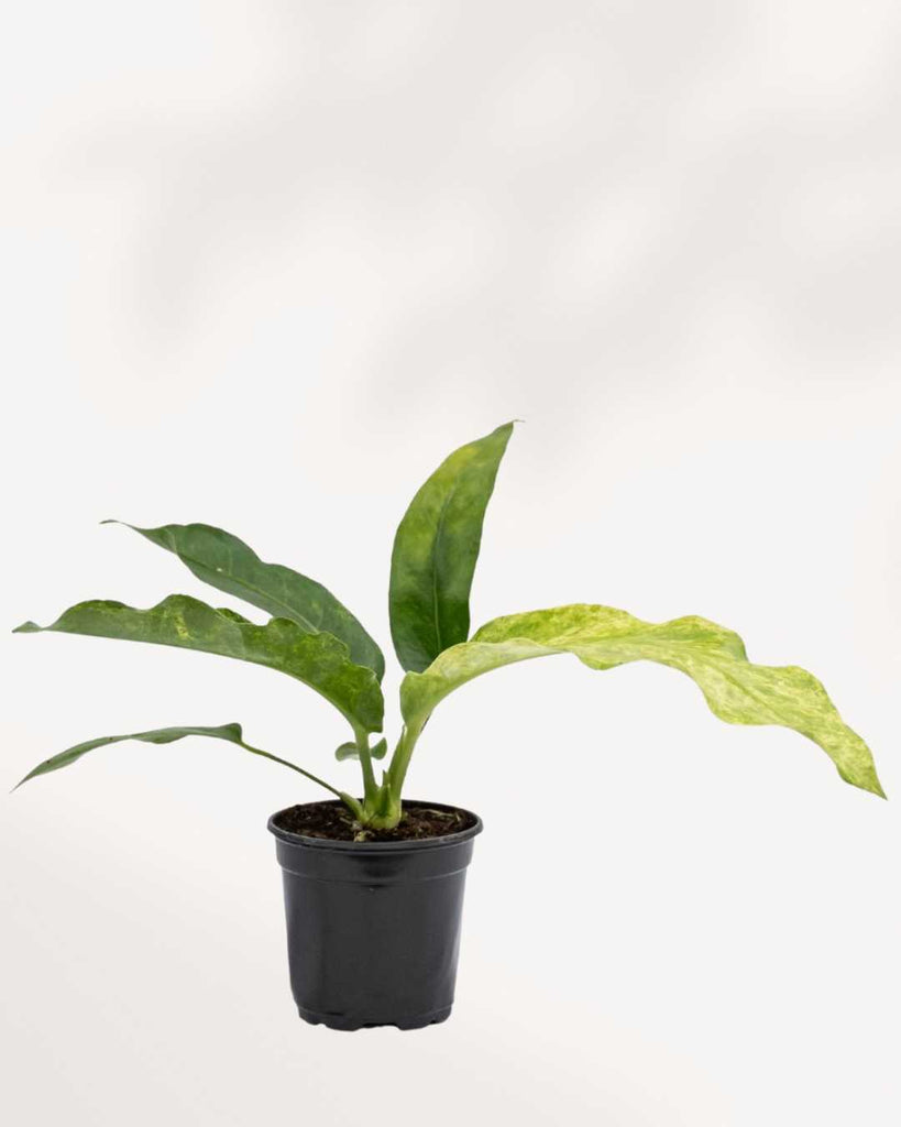 Anthurium Hookeri Variegata 4" Pot - Small