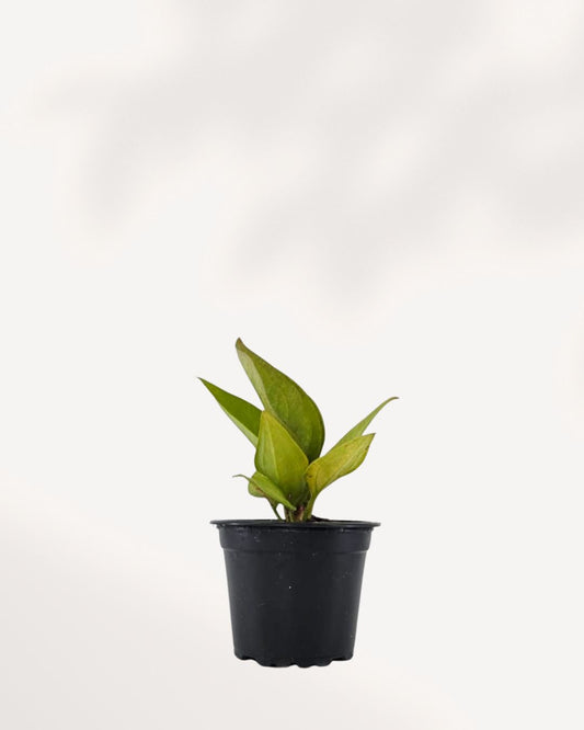 Anthurium Jenmanii Gold plant in a pot, showcasing large, glossy green leaves.