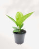 Anthurium Green Lady 4" Pot - Small