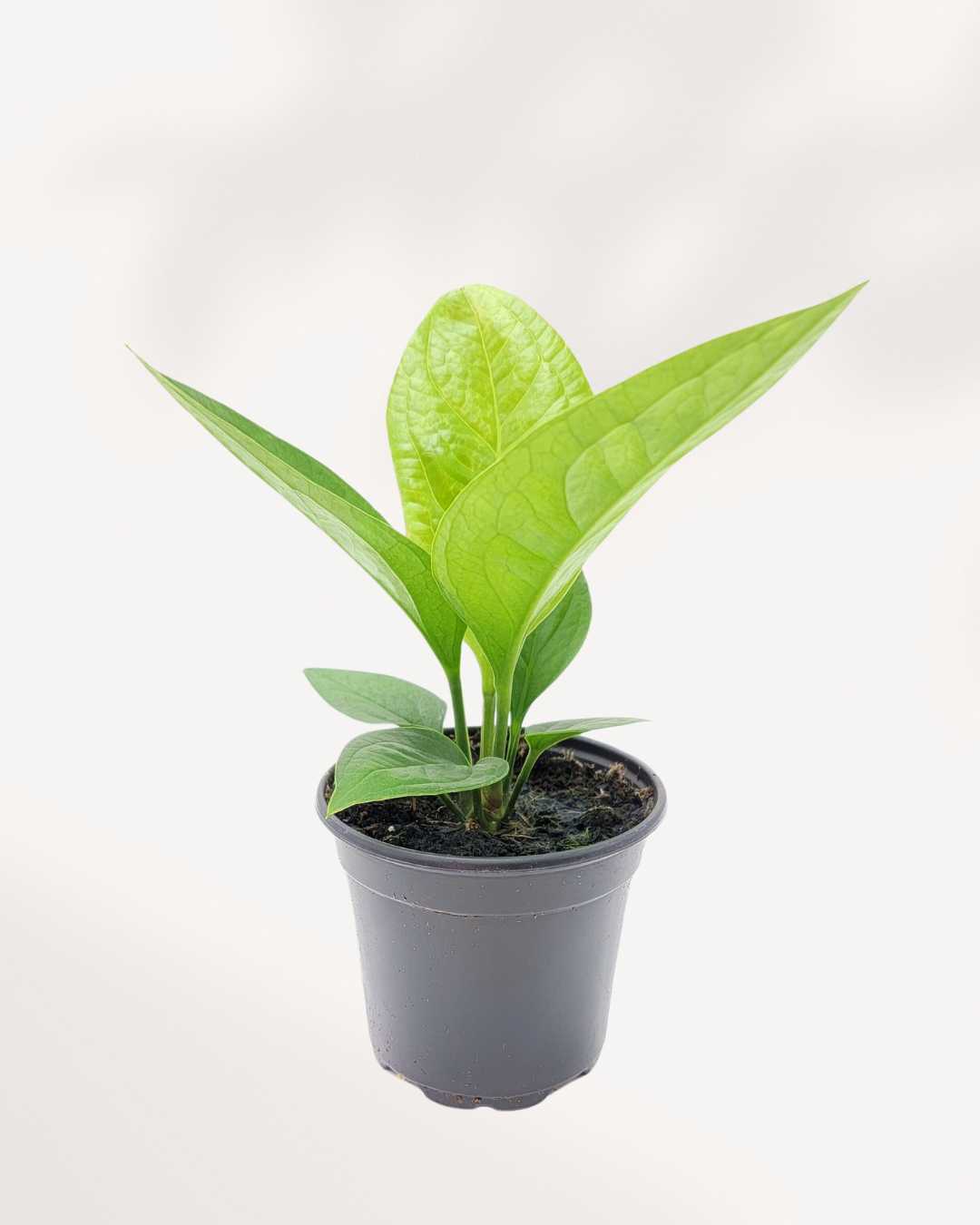 Anthurium Green Lady 4" Pot - Small