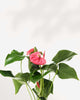 Close-up of Anthurium Pink's blush pink spathe