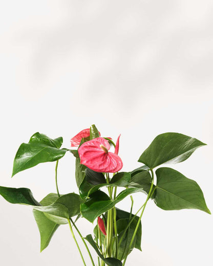 Close-up of Anthurium Pink's blush pink spathe