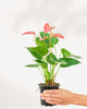 Anthurium Pink plant in a small pot