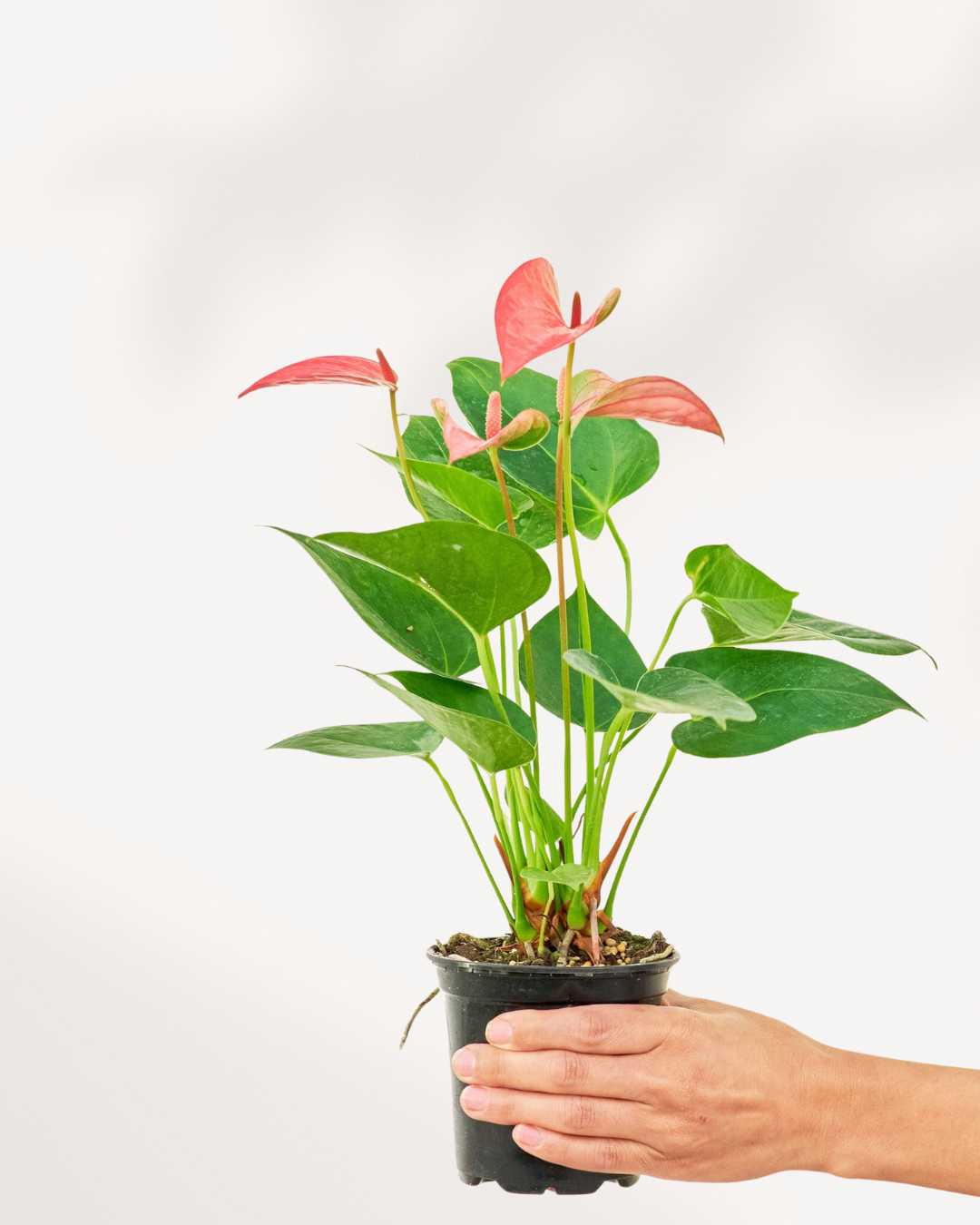 Anthurium Pink plant in a small pot