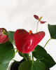 Close-up of Anthurium Red's glossy red spathe