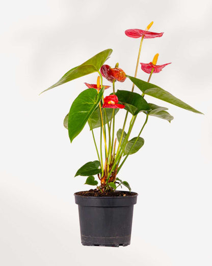 Anthurium Red 6" Pot - Medium