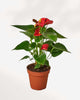 Anthurium Red 4" Pot - Small
