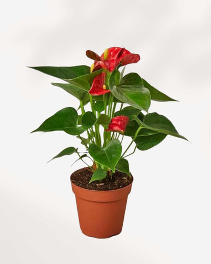 Anthurium Red 4" Pot - Small
