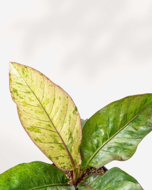 Anthurium Hookeri Variegata 4" Pot - Small