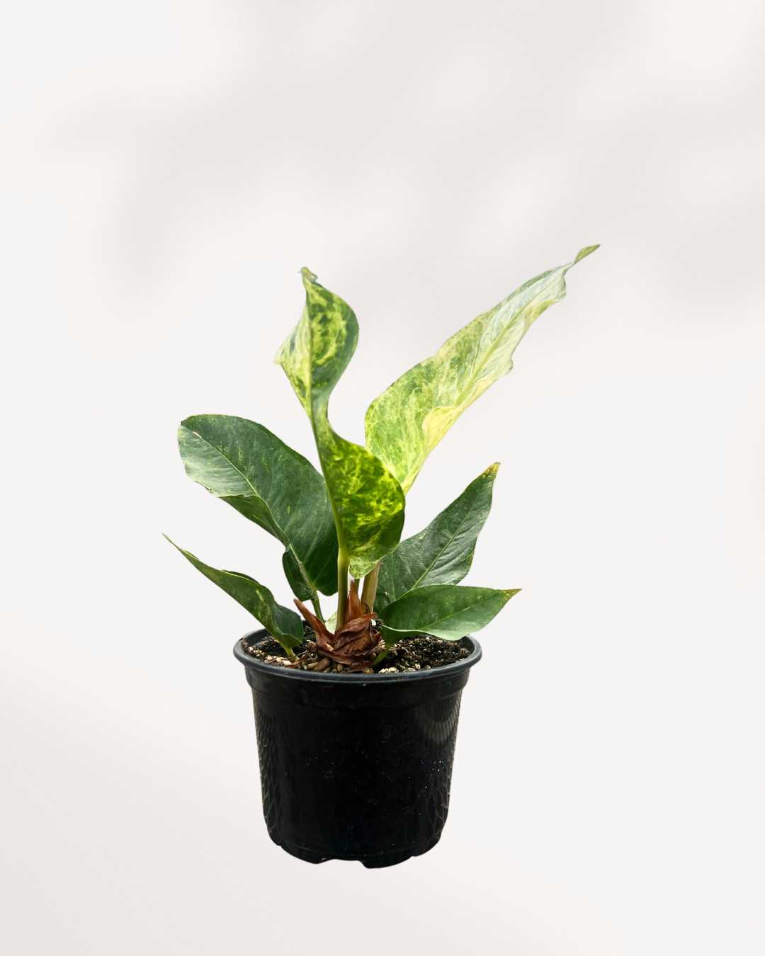 Top view of Anthurium Hookeri Variegata's foliage