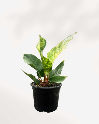 Top view of Anthurium Hookeri Variegata's foliage